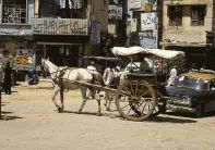 Pferdekarren im Rawalpindi